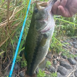 ラージマウスバス