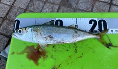 サバの釣果