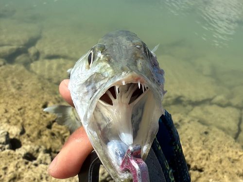 オニカマスの釣果