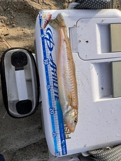 キスの釣果