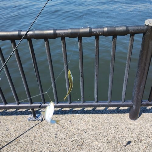 若洲海浜公園海釣り施設