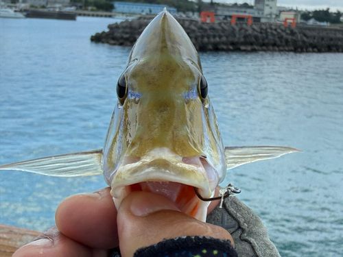 ハマフエフキの釣果
