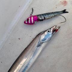 タチウオの釣果