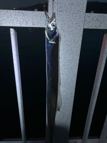 タチウオの釣果