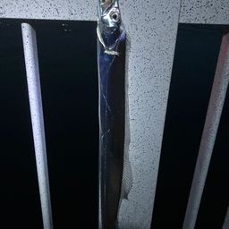 タチウオ