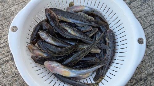 マハゼの釣果