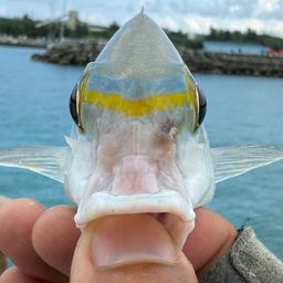 ヒトスジタマガシラ