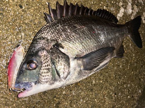 クロダイの釣果