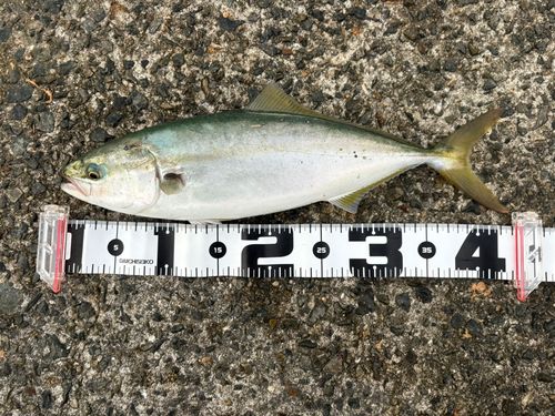 ハマチの釣果