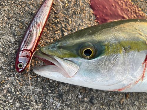 ハマチの釣果