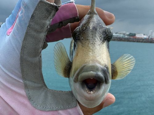 ゴマモンガラの釣果