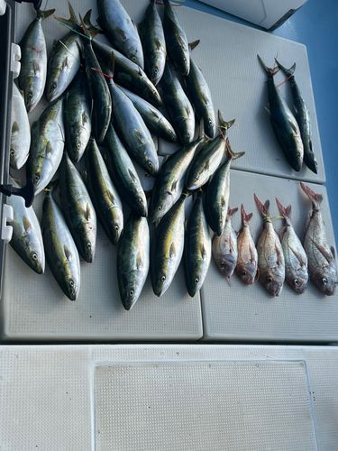 釣果