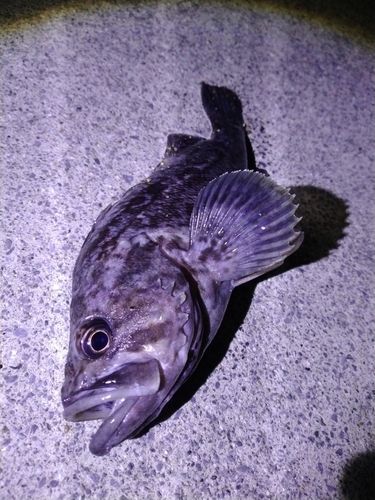 釜石湾