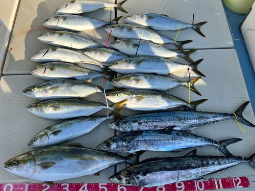 ハマチの釣果