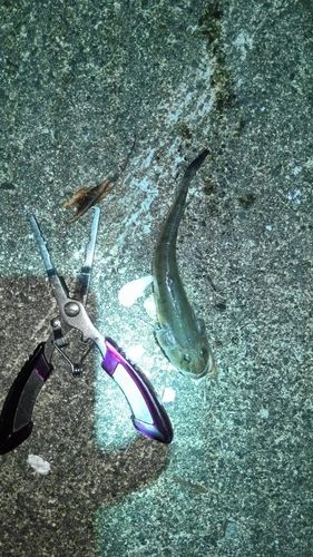 ハゼの釣果