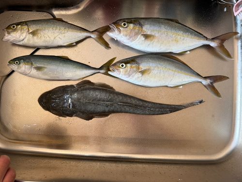 マゴチの釣果