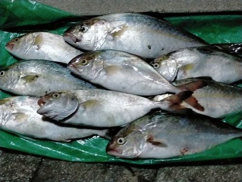 カンパチの釣果