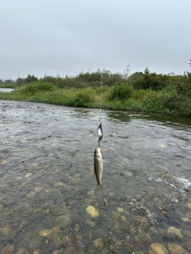 ウグイの釣果
