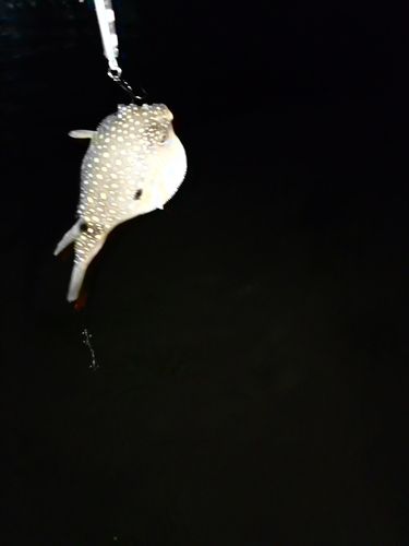 ショゴの釣果