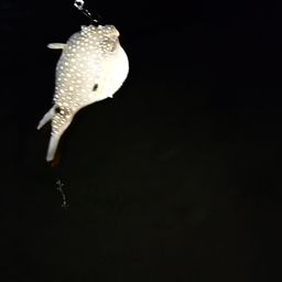 ショゴ
