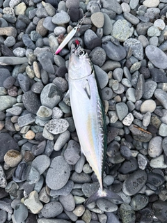 ソウダガツオの釣果