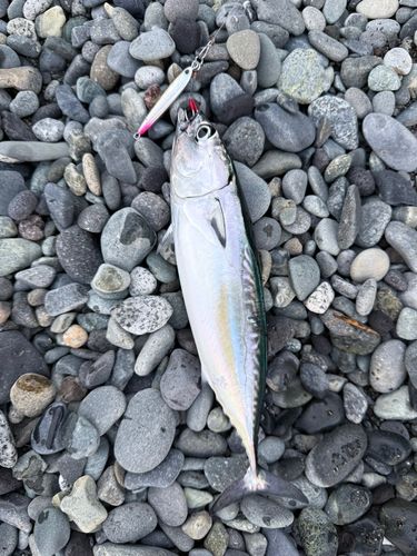 ソウダガツオの釣果