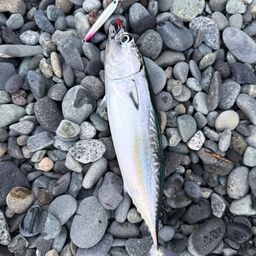 ソウダガツオ