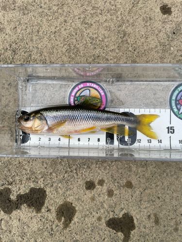 カワムツの釣果