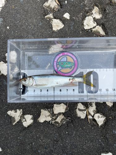 オイカワの釣果