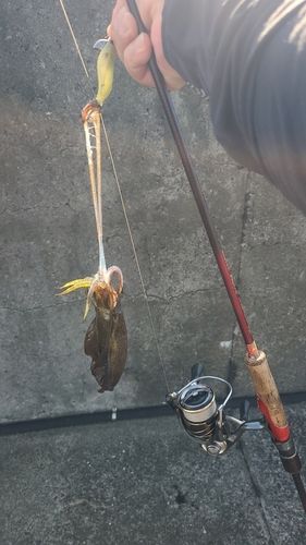 別府湾