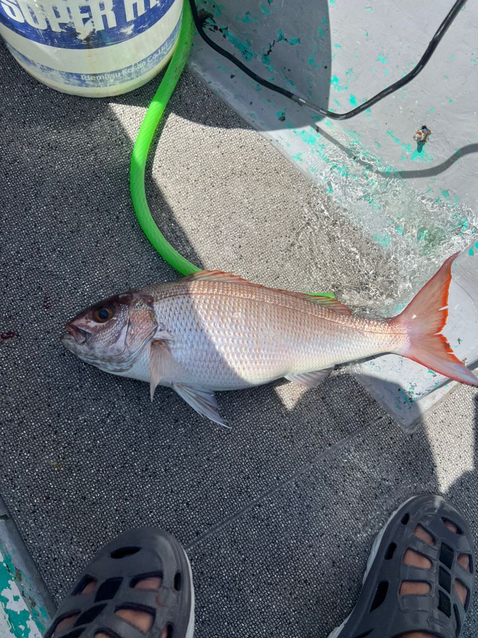 ギルガメさんの釣果 1枚目の画像