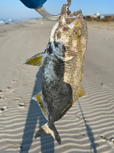 ショゴの釣果