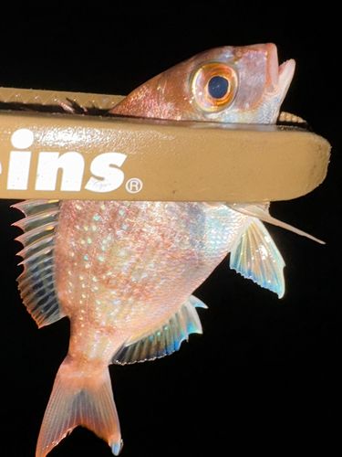 チャリコの釣果
