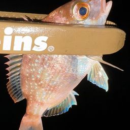 チャリコ