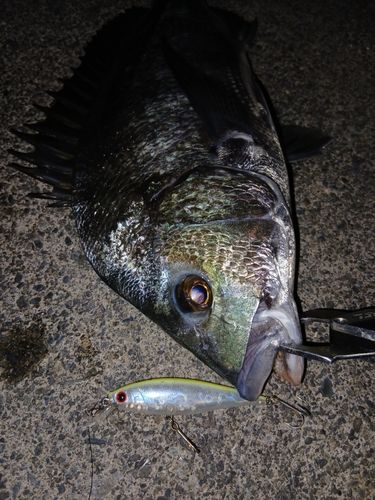クロダイの釣果