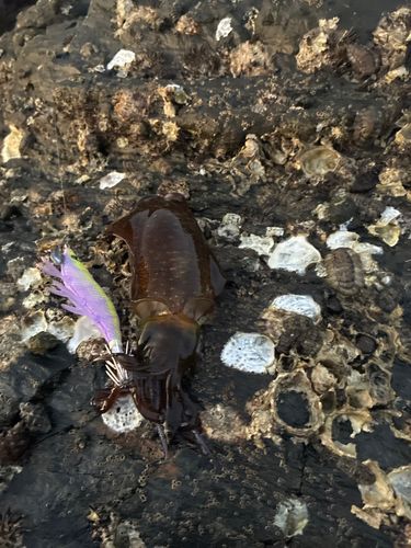 アオリイカの釣果