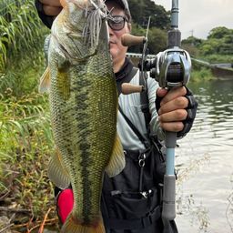 ブラックバス