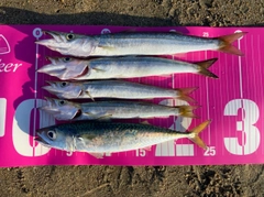 カマスの釣果