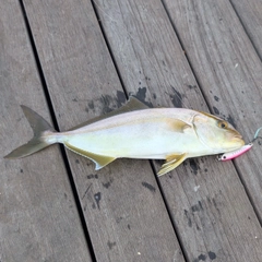 ショゴの釣果