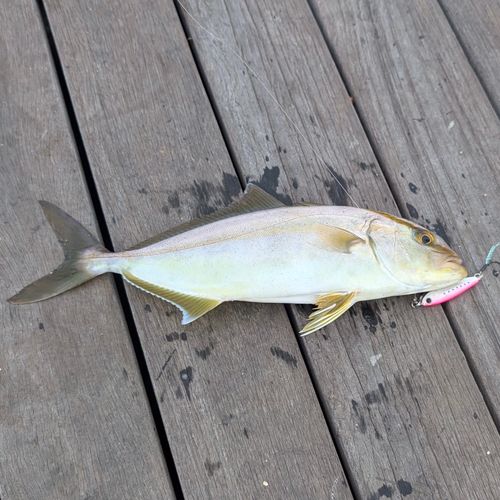 ショゴの釣果