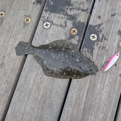 ソゲの釣果