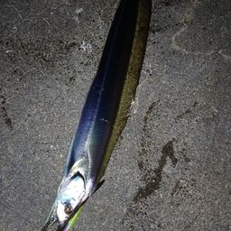 タチウオ