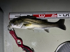シーバスの釣果
