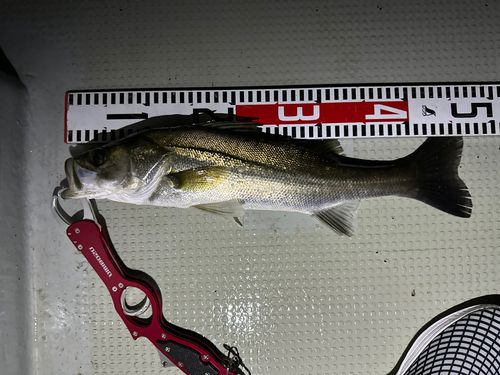 シーバスの釣果