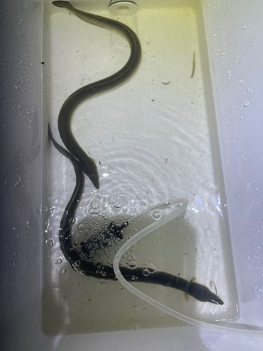 ウナギの釣果