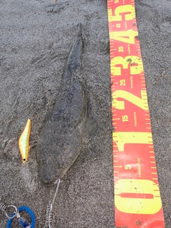 マゴチの釣果