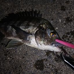 クロダイ