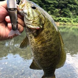 スモールマウスバス