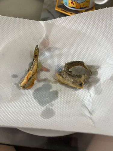ハゼの釣果