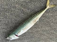 サバの釣果